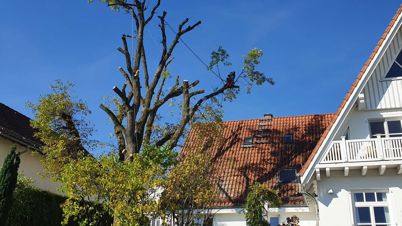 Baumdienst, Baumpflege und Baumfällung in Bad Homburg